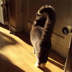 Huskat Buller DØDE 12/12/09