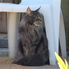 Maine Coon Kafra's Kiss me Tiger 