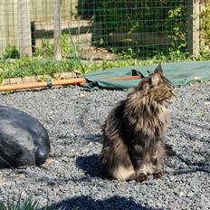 Maine Coon Kafra's Kiss me Tiger 