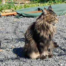 Maine Coon Kafra's Kiss me Tiger 