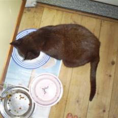 Huskat Miso*død*R:I:P