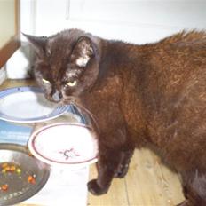 Huskat Miso*død*R:I:P