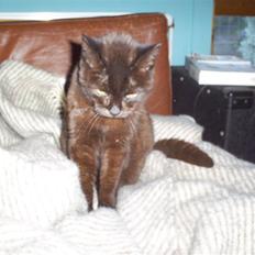 Huskat Miso*død*R:I:P