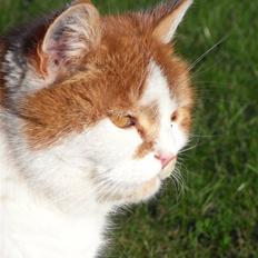 Blanding af racer Tarzan