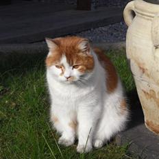 Blanding af racer Tarzan