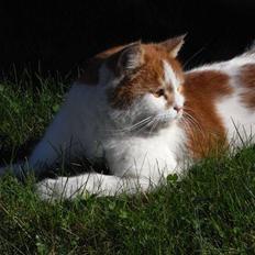 Blanding af racer Tarzan