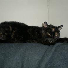 Blanding af racer plet