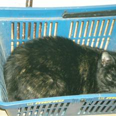 Blanding af racer plet