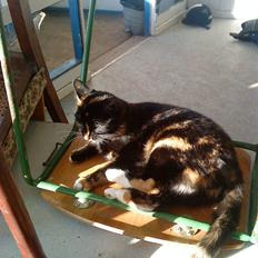 Huskat Paber von Mivsen Bæverdin