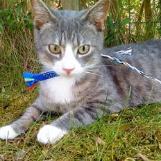 Blanding af racer Sofus - R.I.P