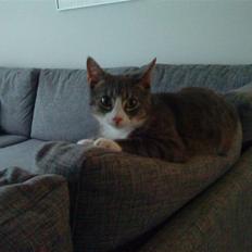 Blanding af racer Sofus - R.I.P