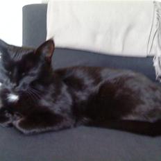 Blanding af racer Porche