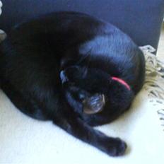 Blanding af racer Porche