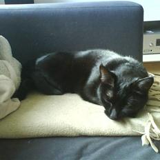 Blanding af racer Porche