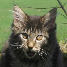 Maine Coon Miss Dee Obami