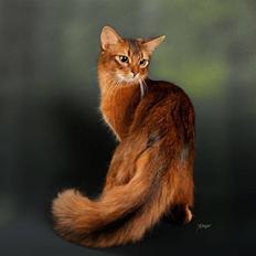 Somali Dushara Na Dorsa