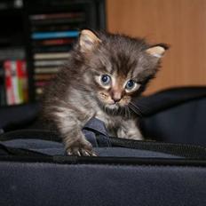 Maine Coon Miss Dee Obami