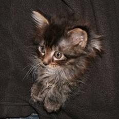 Maine Coon Miss Dee Obami