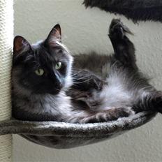 Norsk Skovkat DK Kaunas Soffy