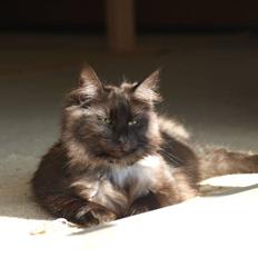 Norsk Skovkat DK Kaunas Soffy