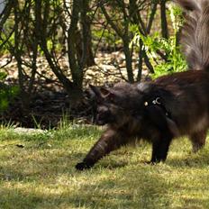 Norsk Skovkat DK Kaunas Soffy