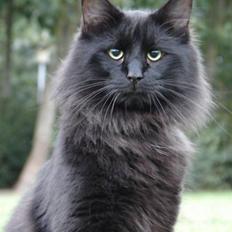 Norsk Skovkat DK Kaunas Dusty