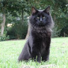 Norsk Skovkat DK Kaunas Dusty