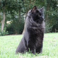 Norsk Skovkat DK Kaunas Dusty