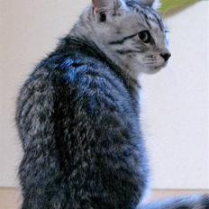 Blanding af racer Bob R.I.P.