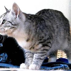 Blanding af racer Bob R.I.P.