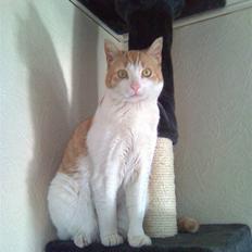 Huskat Garfield