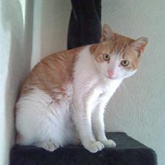 Huskat Garfield