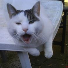 Blanding af racer heino