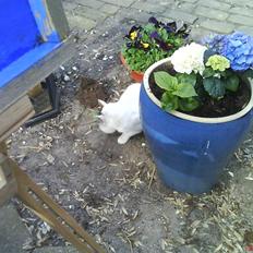 Blanding af racer heino