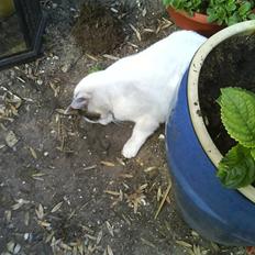 Blanding af racer heino