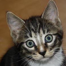 Blanding af racer Balou (Bjørn) - Solgt - 