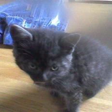 Blanding af racer Misser <3