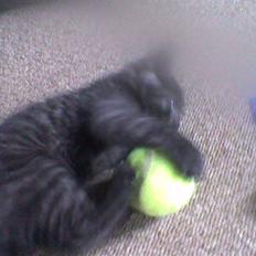 Blanding af racer Misser <3