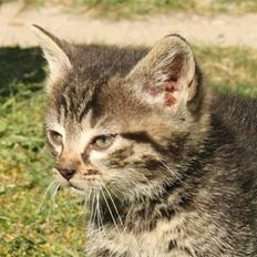 Huskat VRCL's Dumbo R.I.P