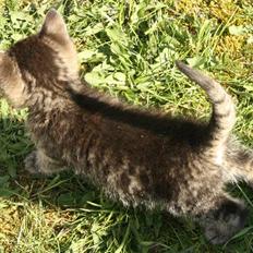 Huskat VRCL's Dumbo R.I.P