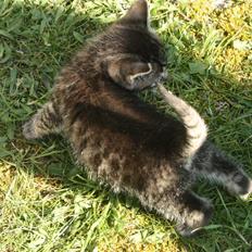 Huskat VRCL's Dumbo R.I.P