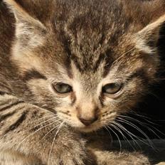 Huskat VRCL's SOMBO SOLGT