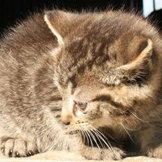 Huskat VRCL's SOMBO SOLGT