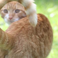 Blanding af racer Caesar