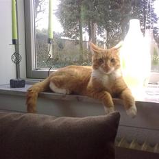 Blanding af racer Caesar