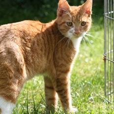 Blanding af racer Caesar