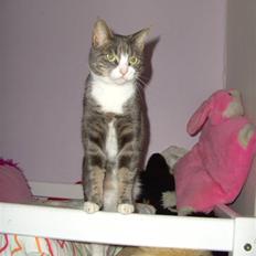 Blanding af racer Musen