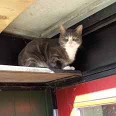 Blanding af racer Musen