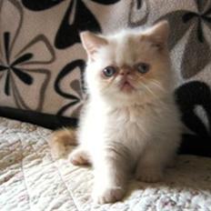 Colorpoint Cha-mamitosu Jasmin