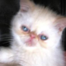 Colorpoint Cha-mamitosu Jasmin